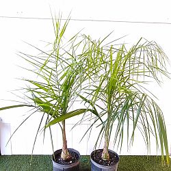 Syagrus romanzoffiana, Queen Palm, Cocos Plumosa Syagrus romanzoffiana, Queen Palm, Cocos Plumosa