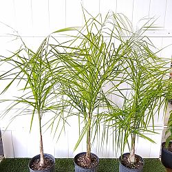Syagrus romanzoffiana, Queen Palm, Cocos Plumosa Syagrus romanzoffiana, Queen Palm, Cocos Plumosa