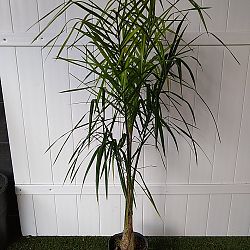 Syagrus romanzoffiana, Queen Palm, Cocos Plumosa Syagrus romanzoffiana, Queen Palm, Cocos Plumosa