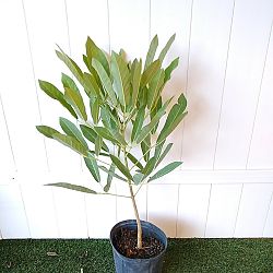 Yellow Trumpet Tree Yellow Trumpet Tree