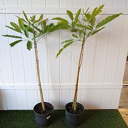 Yellow Trumpet Tree Yellow Trumpet Tree