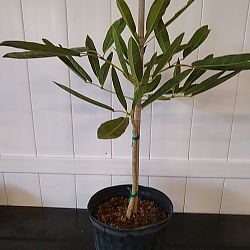 Yellow Trumpet Tree Yellow Trumpet Tree