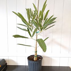 Yellow Trumpet Tree Yellow Trumpet Tree