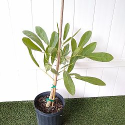 Yellow Trumpet Tree Yellow Trumpet Tree