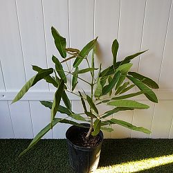 Yellow Trumpet Tree Yellow Trumpet Tree