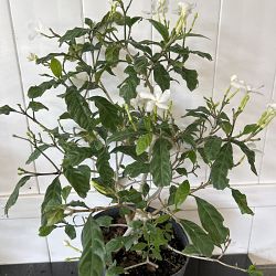 Pinwheel Jasmine Pinwheel Jasmine