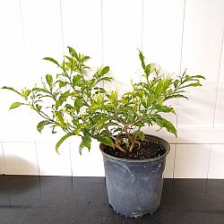 Pinwheel Jasmine Pinwheel Jasmine