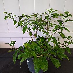 Pinwheel Jasmine Pinwheel Jasmine