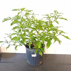 Pinwheel Jasmine Pinwheel Jasmine