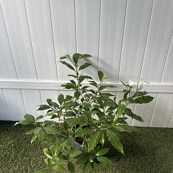 Pinwheel Jasmine Pinwheel Jasmine