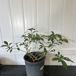 Pinwheel Jasmine Pinwheel Jasmine