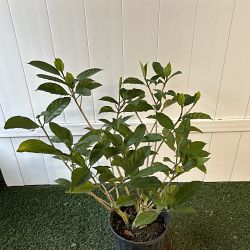 Crape Jasmine Crape Jasmine