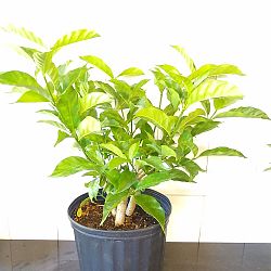 Crape Jasmine Crape Jasmine