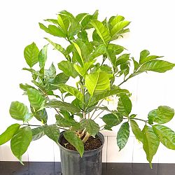 Crape Jasmine Crape Jasmine