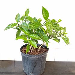 Crape Jasmine Crape Jasmine