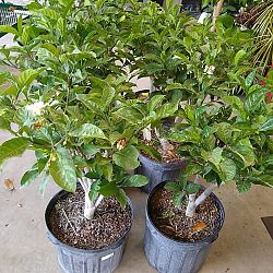 Crape Jasmine Crape Jasmine