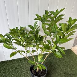 Crape Jasmine Crape Jasmine