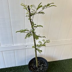 Tamarindus indica, Tamarind Tamarindus indica, Tamarind