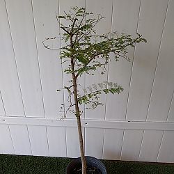 Tamarindus indica, Tamarind Tamarindus indica, Tamarind