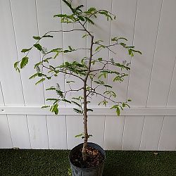 Tamarindus indica, Tamarind Tamarindus indica, Tamarind