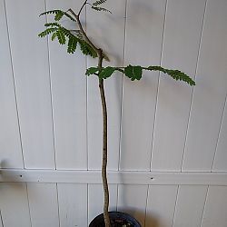 Tamarindus indica, Tamarind Tamarindus indica, Tamarind