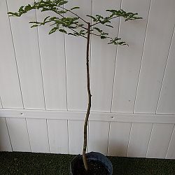 Tamarindus indica, Tamarind Tamarindus indica, Tamarind