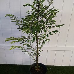 Tamarindus indica, Tamarind Tamarindus indica, Tamarind