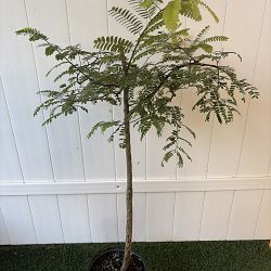 Tamarindus indica, Tamarind Tamarindus indica, Tamarind