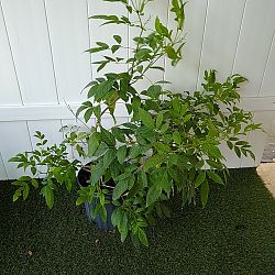 Tecoma stans 'Yellow Elder' Tecoma stans 'Yellow Elder'
