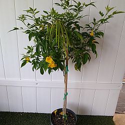 Tecoma stans 'Yellow Elder' Tecoma stans 'Yellow Elder'