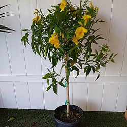 Tecoma stans 'Yellow Elder' Tecoma stans 'Yellow Elder'