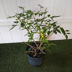 Tecoma stans 'Yellow Elder' Tecoma stans 'Yellow Elder'