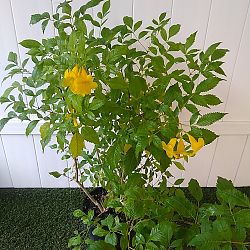 Tecoma stans 'Yellow Elder' Tecoma stans 'Yellow Elder'