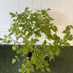 Tecoma stans 'Yellow Elder' Tecoma stans 'Yellow Elder'