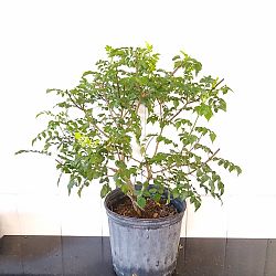 Cape Honeysuckle Cape Honeysuckle