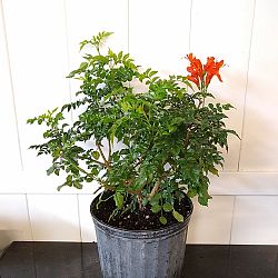 Cape Honeysuckle Cape Honeysuckle