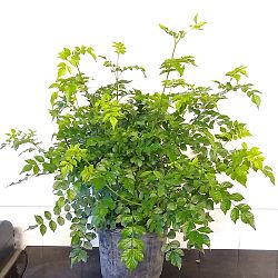 Cape Honeysuckle Cape Honeysuckle