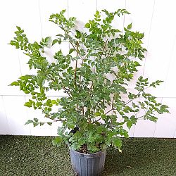 Cape Honeysuckle Cape Honeysuckle