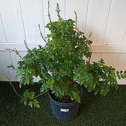 Cape Honeysuckle Cape Honeysuckle