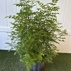 Cape Honeysuckle Cape Honeysuckle