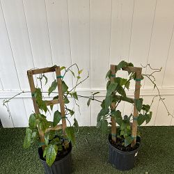 Thunbergia grandiflora, Blue Sky Vine Thunbergia grandiflora, Blue Sky Vine
