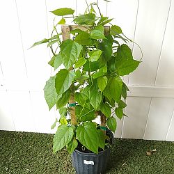 Thunbergia grandiflora, Blue Sky Vine Thunbergia grandiflora, Blue Sky Vine