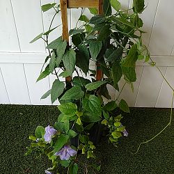 Thunbergia grandiflora, Blue Sky Vine Thunbergia grandiflora, Blue Sky Vine
