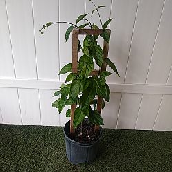 Thunbergia grandiflora, Blue Sky Vine Thunbergia grandiflora, Blue Sky Vine