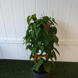 Thunbergia grandiflora, Blue Sky Vine Thunbergia grandiflora, Blue Sky Vine