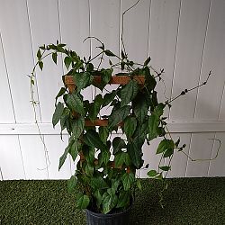 Thunbergia grandiflora, Blue Sky Vine Thunbergia grandiflora, Blue Sky Vine