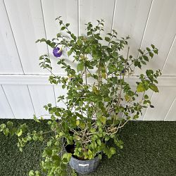 Tibouchina lepidota, Purple Glory Bush Tibouchina lepidota, Purple Glory Bush