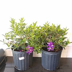 Tibouchina lepidota, Purple Glory Bush Tibouchina lepidota, Purple Glory Bush