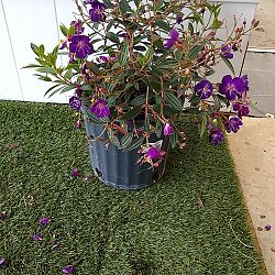 Tibouchina lepidota, Purple Glory Bush Tibouchina lepidota, Purple Glory Bush
