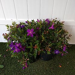 Tibouchina lepidota, Purple Glory Bush Tibouchina lepidota, Purple Glory Bush